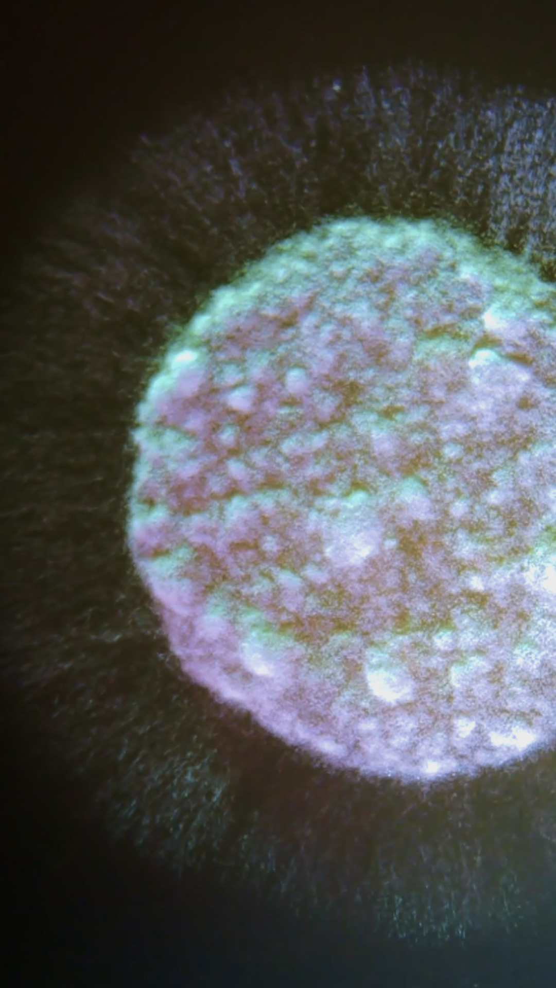 Microscopic Mycelium Growth