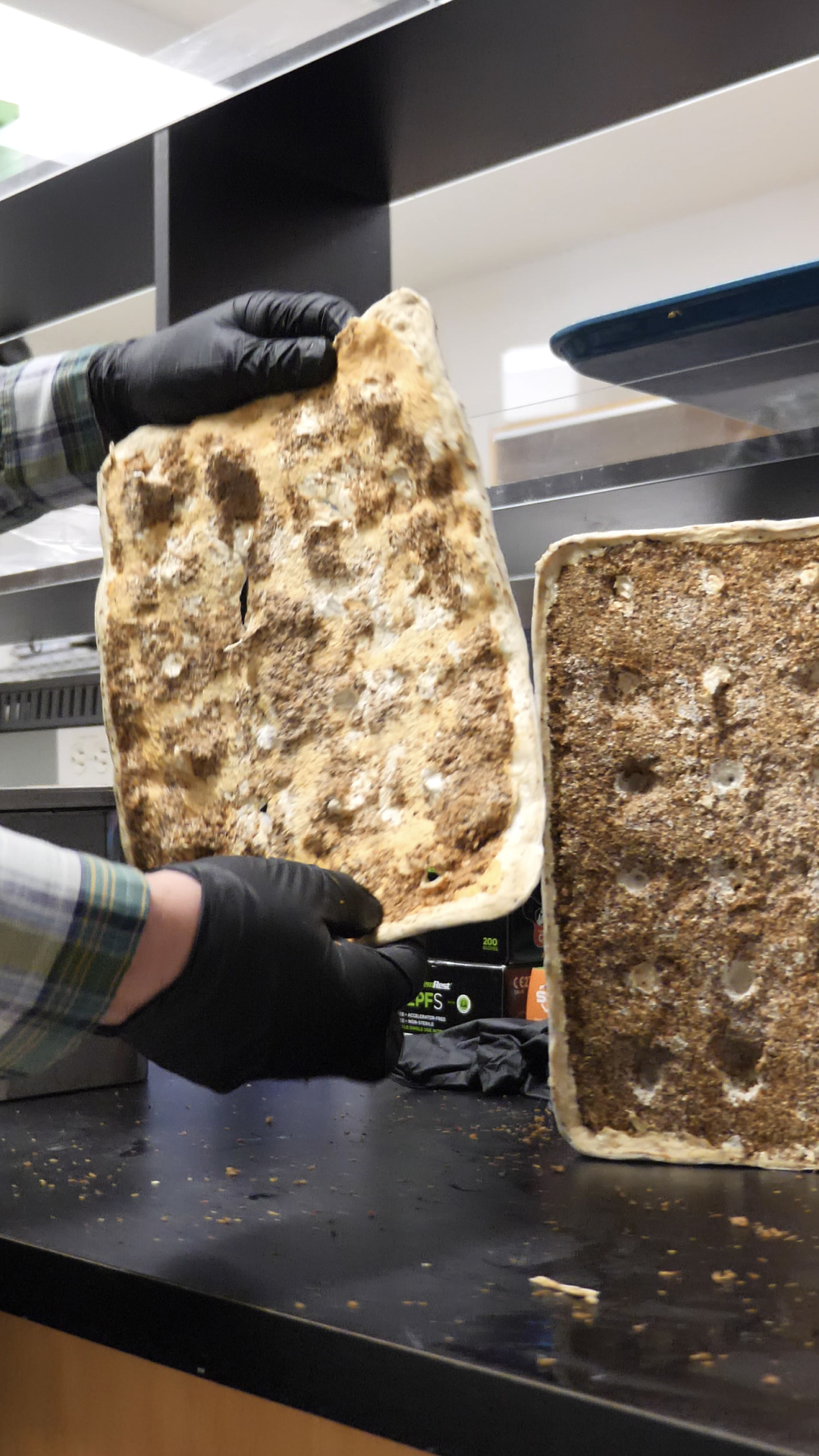 Peeling Mycelium Sheets