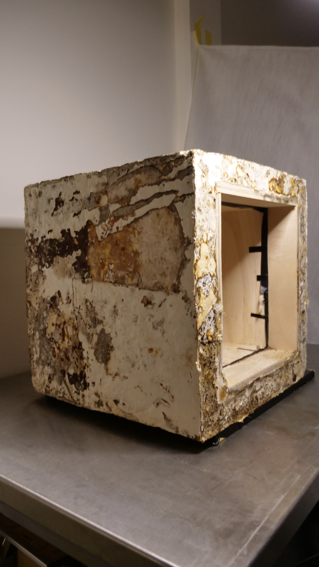 Mycelium Cube Growth